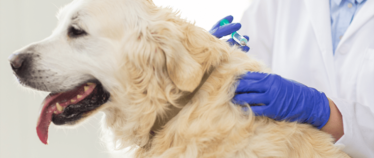 Chien chez le vétérinaire